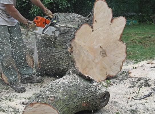 Residential and Commercial Tree Cutting Services