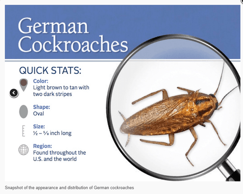 German Roaches...you don't want these in your home.