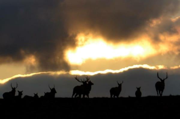 Elk herd near Silver Falls State Park