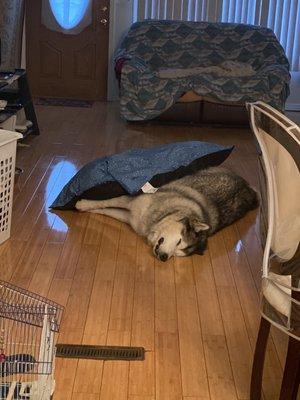 Alaskan Malamute exhausted from busy day at Veterinary Care Group- Little Neck!