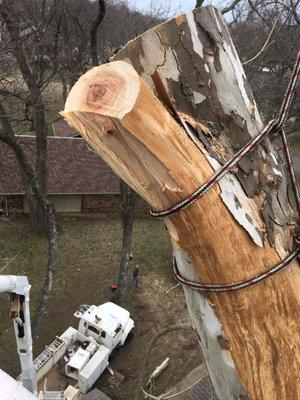 Removing large dead limbs from a sycamore on the back yard