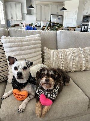 Charlie and Barley enjoying their new bandanas from their new vet!