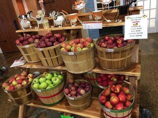 A variety of apples for in market purchase or pick your own