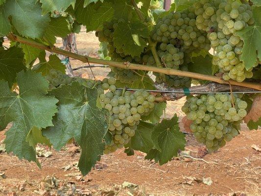 Grenache Blanc ripening in the sun.