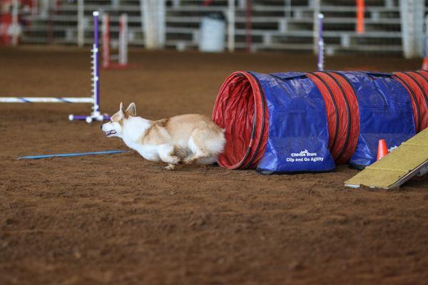 Dog Sports, We do them.