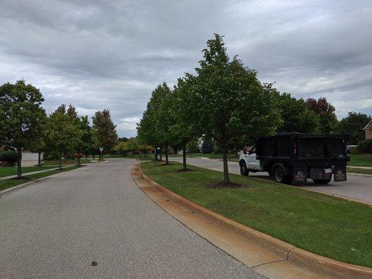 trimmed roadway trees