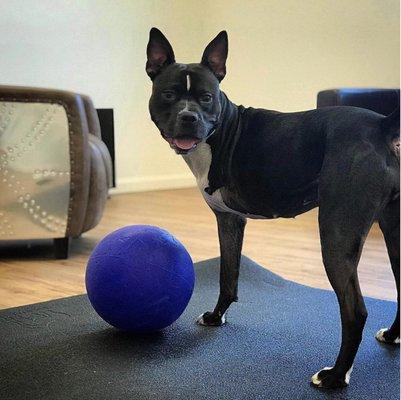 Dogs attending our positive reinforcement board & train camps enjoy lots of walks and playtime.