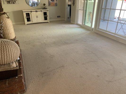 Pristine Carpet Steam Cleaning