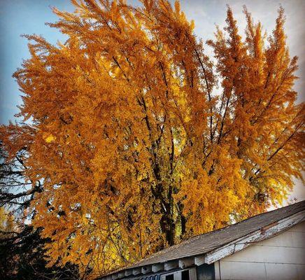 Sutter Creek Fall colors