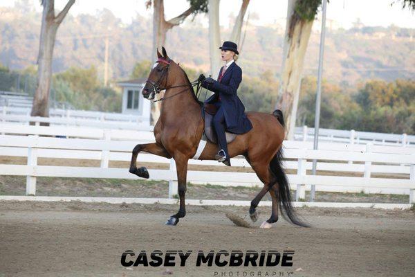 Owner/Trainer: Erin Kennedy Molleck showing a client's young Saddlebred.