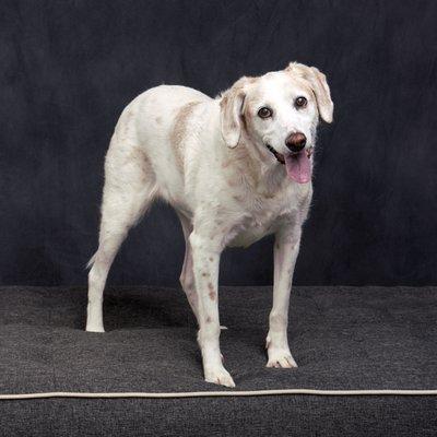 Senior dog photo session in studio.