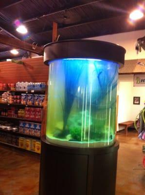 Big fish tank