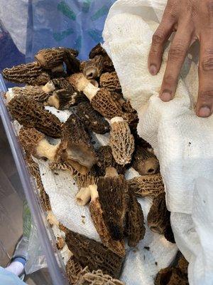 Season for morels!  Mushroom pasta tonight!