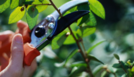 Setaro Bros Tree Service & Construction