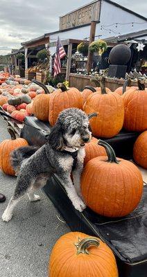 Great selection of pumpkins