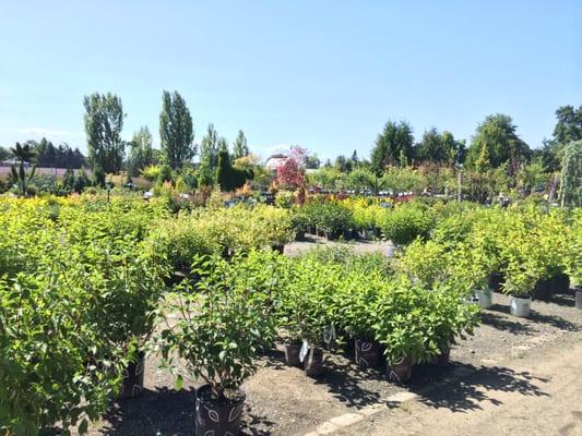 Johnson Brothers Greenhouses has a large selection of shrubs and trees for sale in Eugene.