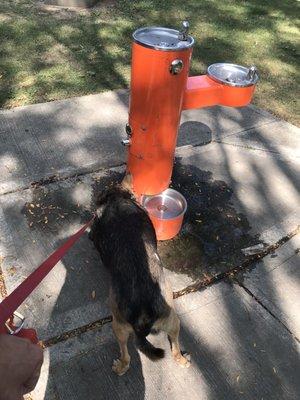 Water fountain with a pup level dispenser.