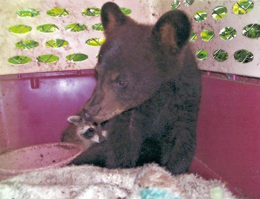 This is a real bear that Dr. Morris treated!