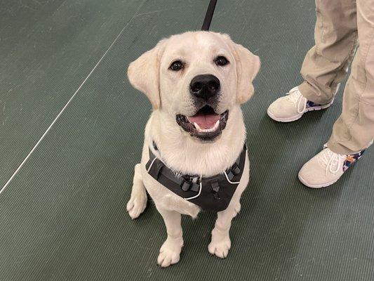 Puppy Class!