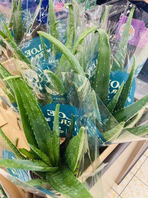 Aloe Vera plants