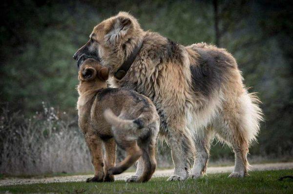 Two beautiful canines.