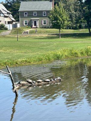 Turtles in the pond