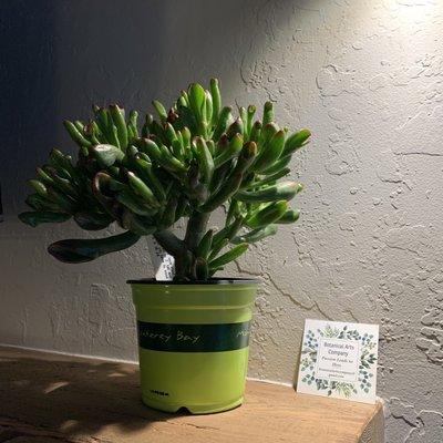 Crassula ovata 'hobbit'