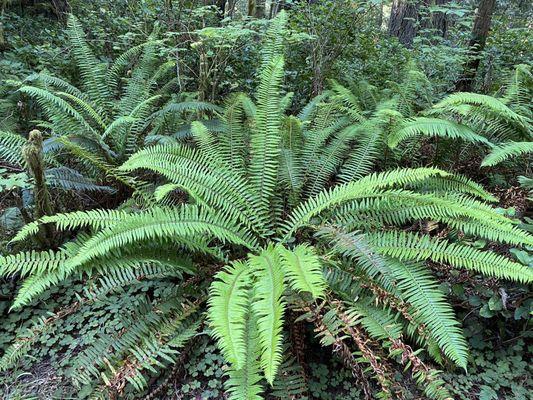 Ferns