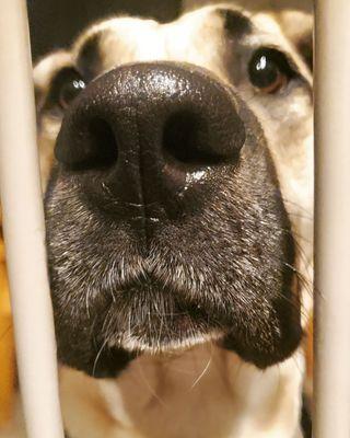 The dummy being barred from the kitchen by a baby gate because he's a little piglet.