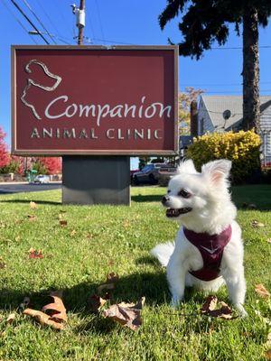 Companion Animal Clinic