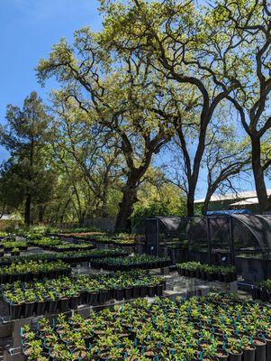 California Flora Nursery