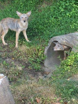 These juvenile coyotes were too habituated by humans