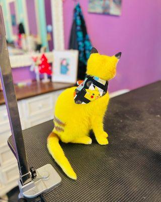 Pikachu cat style groomed with pet safe dye