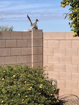 Arizona Road Runner...you don't see this everyday showing houses!