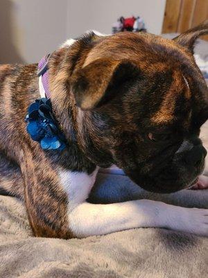 Jazzy May got a cute flower collar as part of her grooming.  Thank