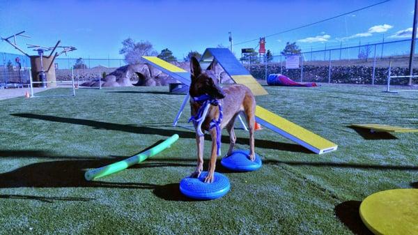 Canine Core offers great fitness exercises for your canine athlete.