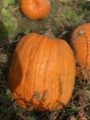 Pumpkins of all sizes.