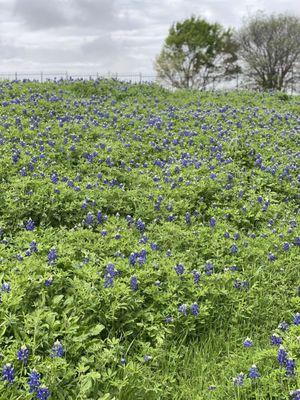 Bluebonnets at Christian Care