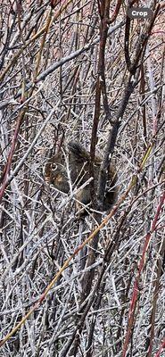 Manchester State Park's cutest resident