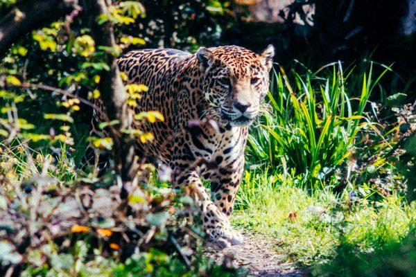 Jaguar pacing around.