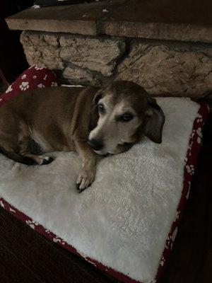 Baby girl 10 years old and counting... She's a Bassett hound dachshund mix.. we call her a Bassett weenie...