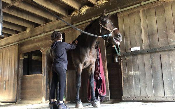 Another horse enjoying his massage with tongue out