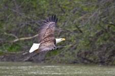 Chilkat River Adventures