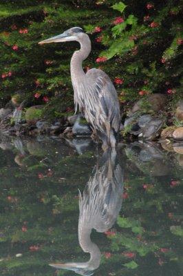 blue heron wading in the pond