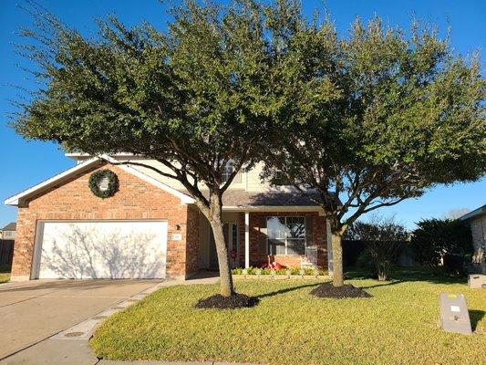 We specialize in pruning oak trees to perfection.  These were a mess before but we raised the canopy and removed dead wood and sucker limbs.