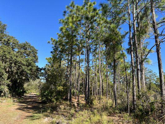 Through the pine trees