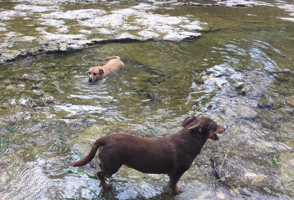 Swimming dog adventures