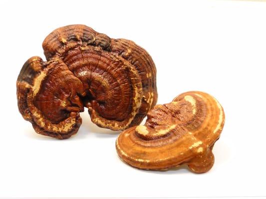 Reishi Mushroom whole, Ganodemum morifolium