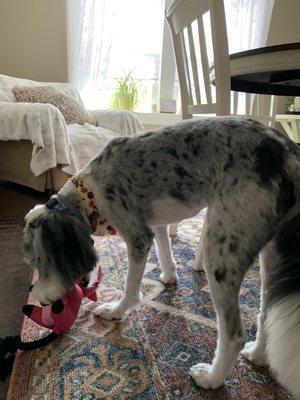 My dog as she was before going to this crazy woman's Fluffy Puppy and after. I went in with an Aussie Poo and out with a different dog.