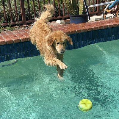 Tara killing it at learning to fetch in a pool in private dog training!